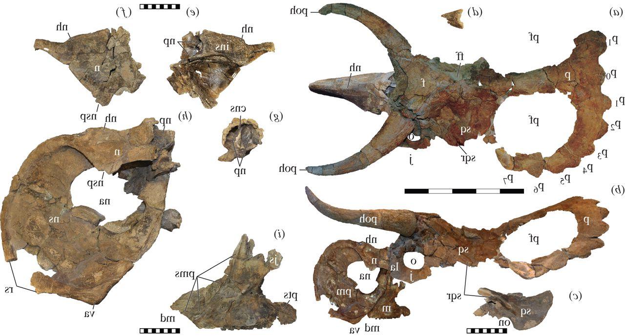 Figure highlighting research from my Master’s degree (2010) describing Nasutoceratops from the Late Cretaceous of Utah.